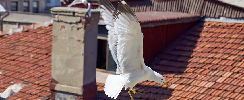 Residential Chimney Animal Removal Solution in Susanville, CA