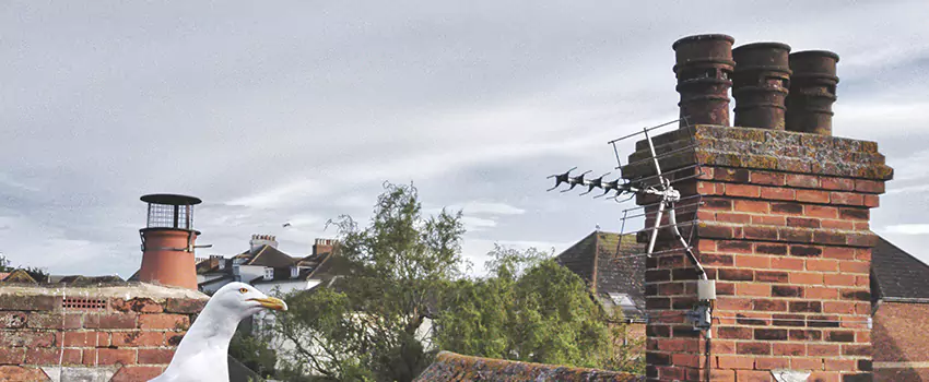Chimney Cleaning And Restoration in Susanville, California